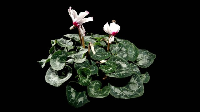 Flowering white cyclamen on the black background (Cyclamen Midor