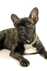 French bulldog