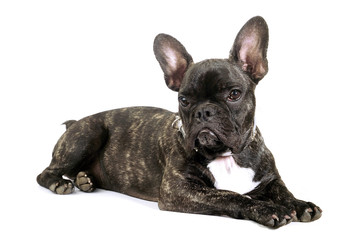 French bulldog
