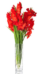 Beautiful red gladiolus in vase