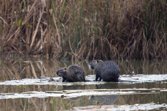 Nutrie che si rincorrono