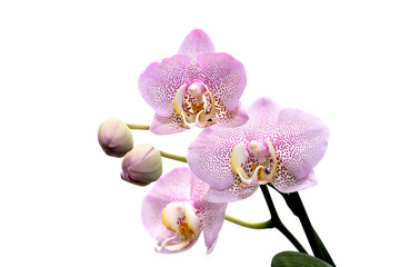 Orchid On White