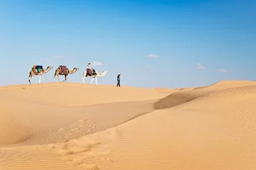 Deurstickers Kameel in de Grand Erg Oriental - Tunesië © Delphotostock