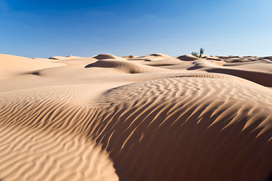 Paysage de dunes, Grand erg oriental, Tunisie