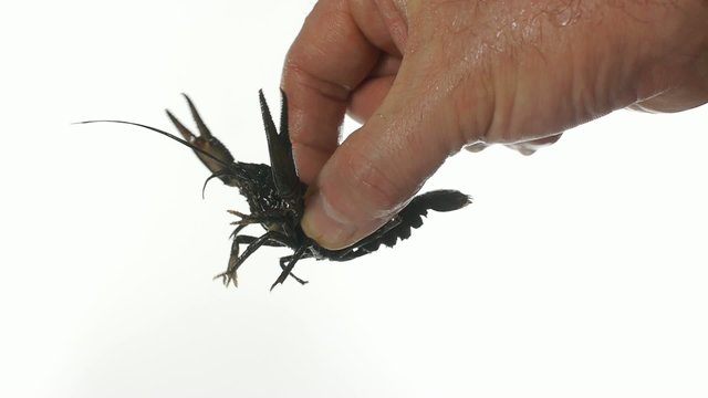 crawfish in hand
