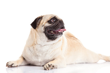 pug dog isolated on white background