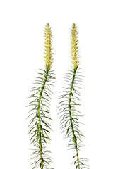 Bristly clubmoss plant isolated on white