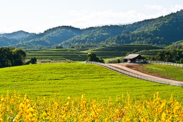 Yellow flower field view