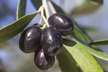 Schwarze Oliven