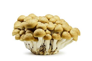 shimeji mushroom