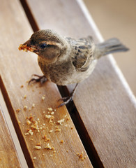 Vogelfutter