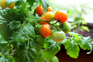 Red cherry tomatoes