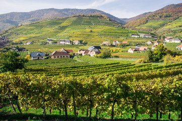 Naklejka premium Vine Hills in Lower Austria