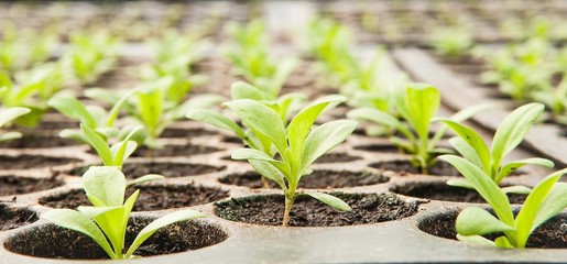 plants and Growing