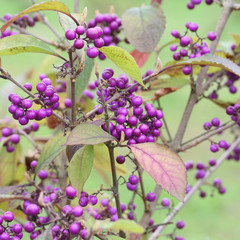 Callicarpa bodinier i_ arbusto