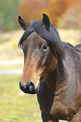 Carpathian horse on the farm