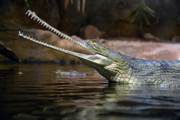Gavial Indian - Gavialis gangeticus
