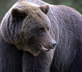 Brown bear