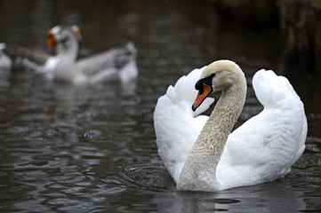 Mute swan on the lake