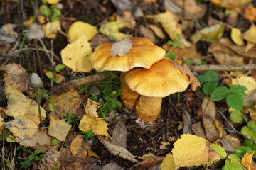Two mushrooms in the forest.