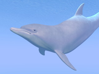 Dolphin - 3D render
