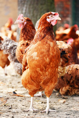 Chickens on traditional free range poultry farm