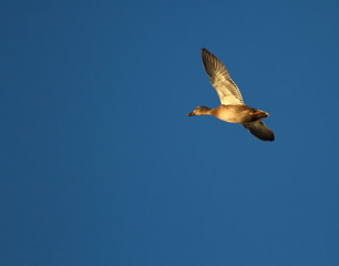 Female mallard duck flying