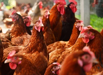 Nahtlose Tapete Airtex Hähnchen Hühner auf traditioneller Geflügelfarm aus Freilandhaltung