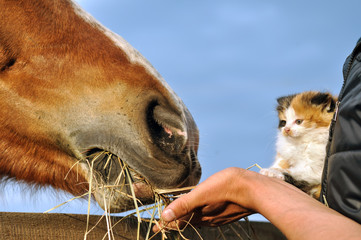 Farmer and kitten feed horse