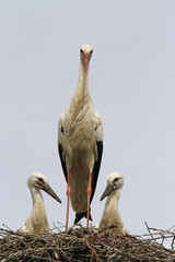 Weißstorch mit Jungvögeln im Nest