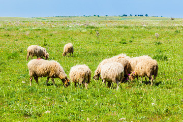 Grazing sheeps