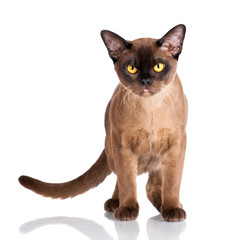 brown burmese cat standing on white