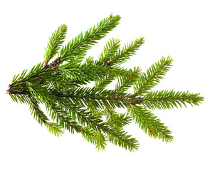 Pine tree branch isolated on white