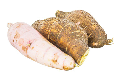 Tapioca Cassava roots over white background