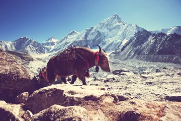 Foto op Canvas Yak in Nepal © Galyna Andrushko
