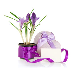 Crocuses, gift box and card