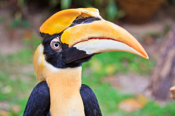 Great hornbill is monogamous breeders