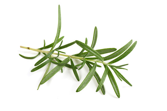 twig of rosemary isolated on white