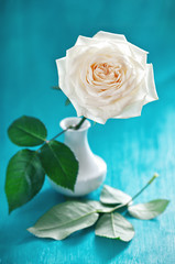 delicate white rose on a blue background