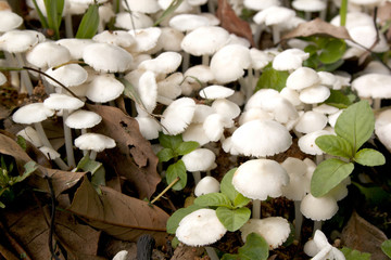 Sprouted Mushrooms In Meadow Amongst Brown And Green Leaves