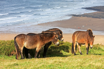 wild ponies