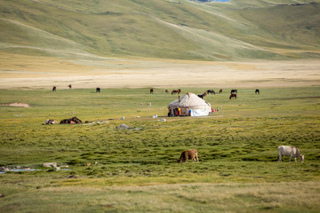 Farm animals pasturing near yurt