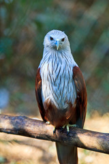 Red Hawk