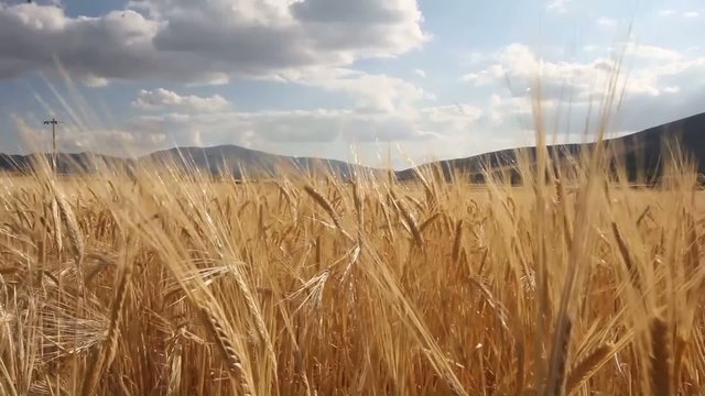 Wheat