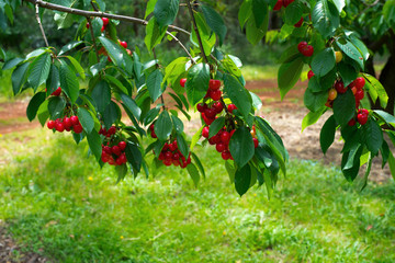 Cherry tree branches with cherries