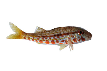 Meerbarbe