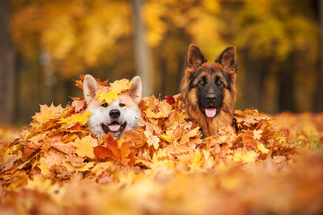 Two dogs lying in leaves - obrazy, fototapety, plakaty
