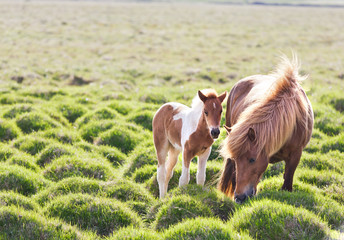 Icelandic horse with her colt