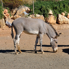 african somali wild ass