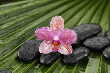 Fototapeta na wymiar gorgeous orchid and wet stones on palm leaf background